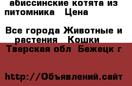 абиссинские котята из питомника › Цена ­ 15 000 - Все города Животные и растения » Кошки   . Тверская обл.,Бежецк г.